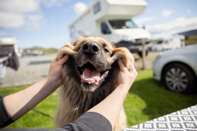 RVing with Pets? Ensure their Water is Safe Too!