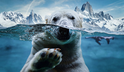 The Impact of Dirty Water and Global Warming on Polar Bears